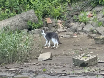 Case Related to Feeding of Stray Cats on Wheeling Island Lingers